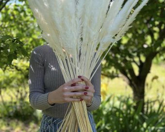 Mini beli pampas