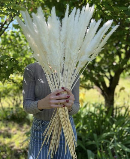 Mini beli pampas