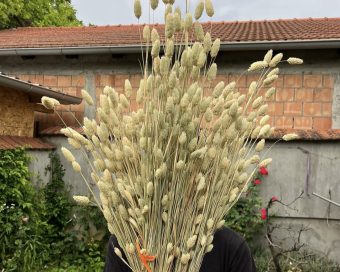 Phalaris
