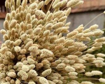 Phalaris
