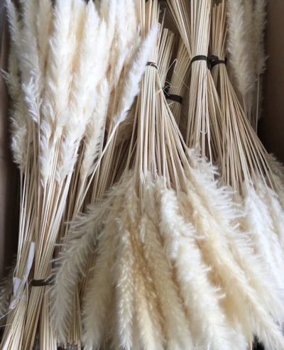 Mini beli pampas - Slika 2