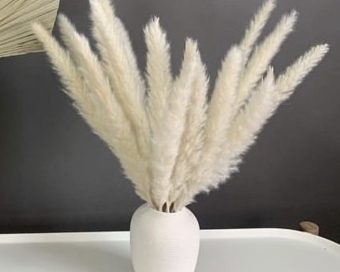 Dekorativni pampas
