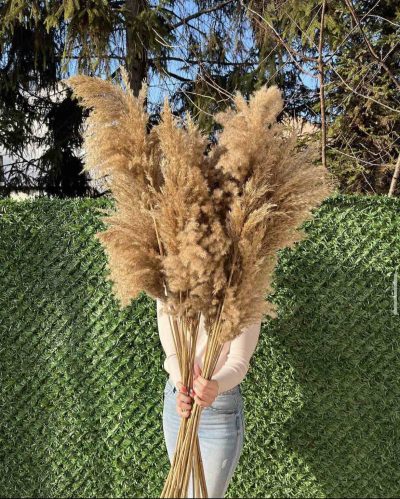 Braon flafi pampas