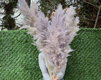 Lila pampas