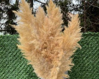 Narandžasti pampas