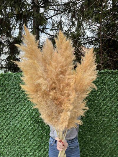 Narandžasti pampas