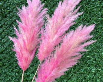Rozi pampas