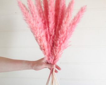 Mini rozi pampas