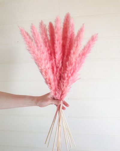 Mini rozi pampas