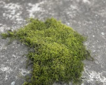 Tepih mahovina