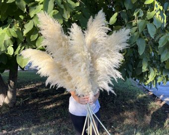 Beli nature pampas domaća berba XXL