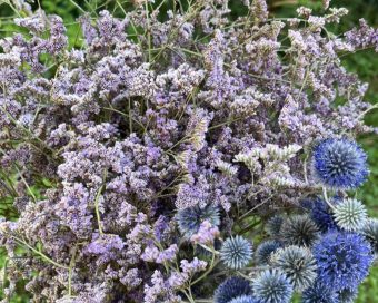 Ljubičasti limonium