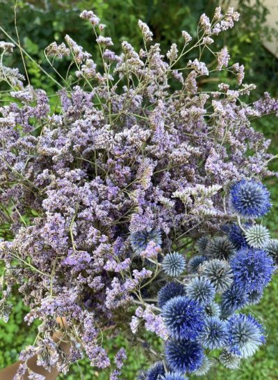 Ljubičasti limonium