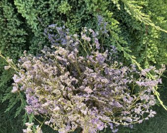 Ljubičasti limonium