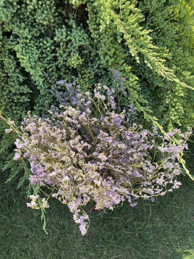 Ljubičasti limonium - Slika 2