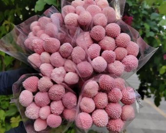 Roze sunčane lopte-craspedia