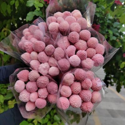Roze sunčane lopte-craspedia