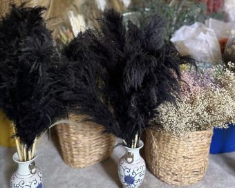 Crni pampas