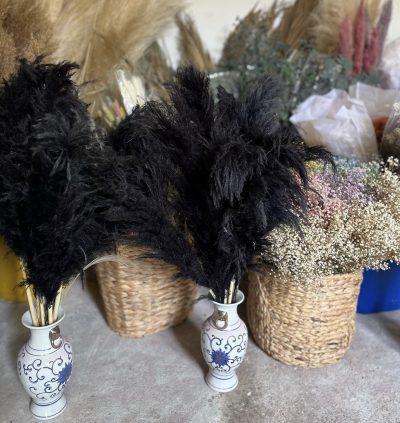 Crni pampas - Slika 2