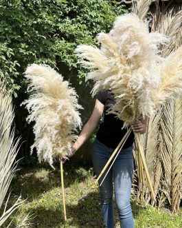 Nature pampas uvozni XL