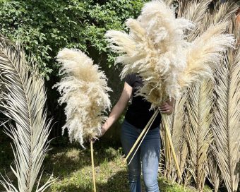 Beli nature pampas uvozni XL