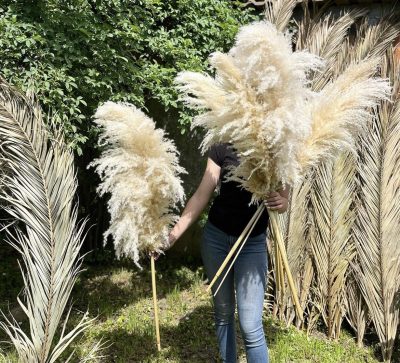 Beli nature pampas uvozni XL