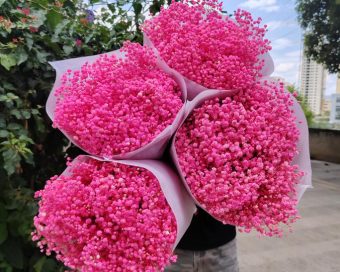Pink dehidrirana gipsofila