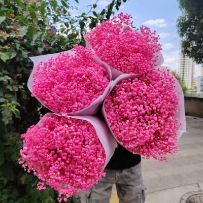 Pink dehidrirana gipsofila