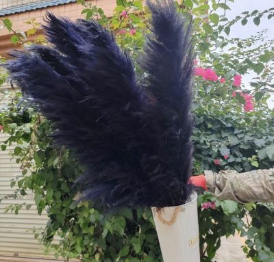 Crni pampas XXL - Slika 3
