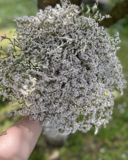 Beli limonium mrežica