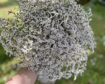 Beli limonium mrežica