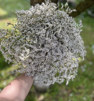 Beli limonium mrežica
