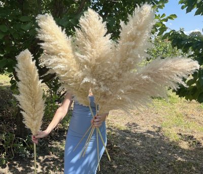 Beli nature pampas uvozni XXL