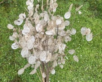 Lunaria-srebrenik