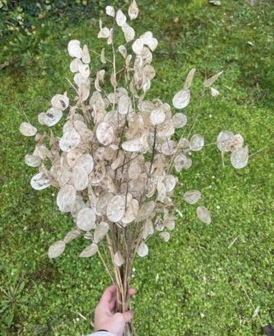 Lunaria-srebrenik