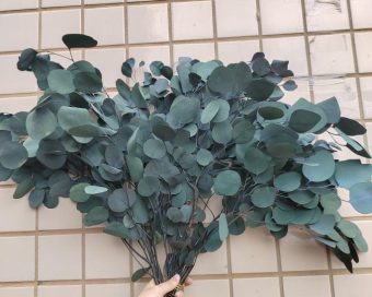 Dehidriran eukaliptus populus