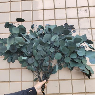 Dehidriran eukaliptus populus