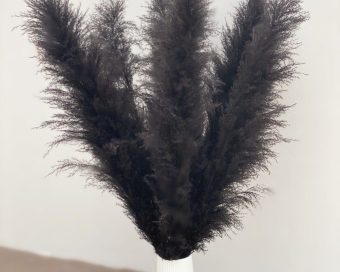 Crni pampas XXL