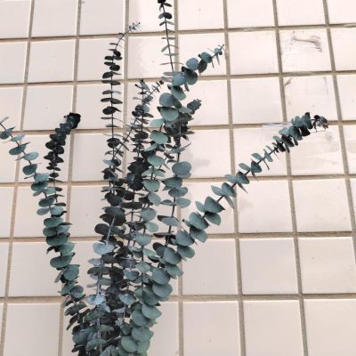 Dehidriran eukaliptus cinerea - Slika 3