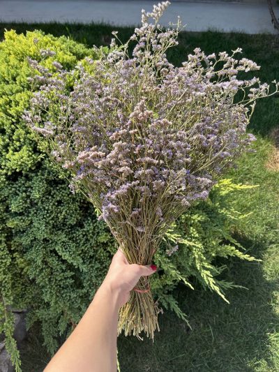 Ljubičasti limonium - Slika 3