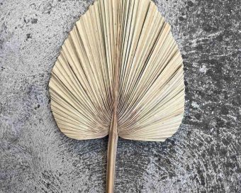 Lepezaste palme XXL