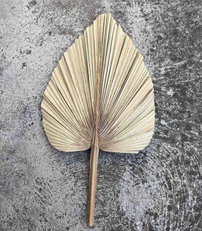 Lepezaste palme XXL - Slika 2