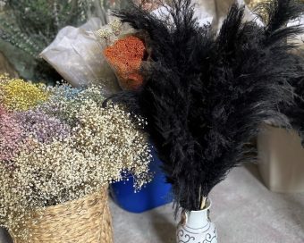Crni pampas