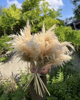 Nature pampas uvozni