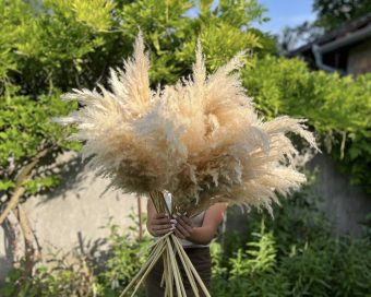 Beli nature pampas uvozni