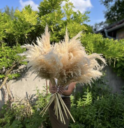 Beli nature pampas uvozni