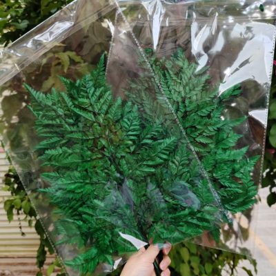 Zelena stabilizovana paprat