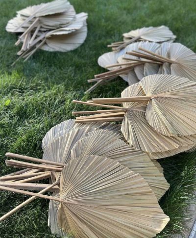Lepezaste palme XXL