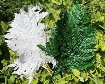 Zelena stabilizovana paprat