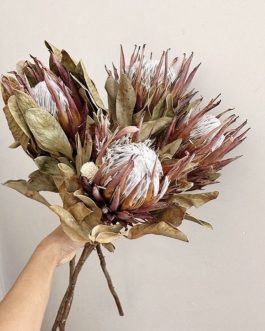 Protea